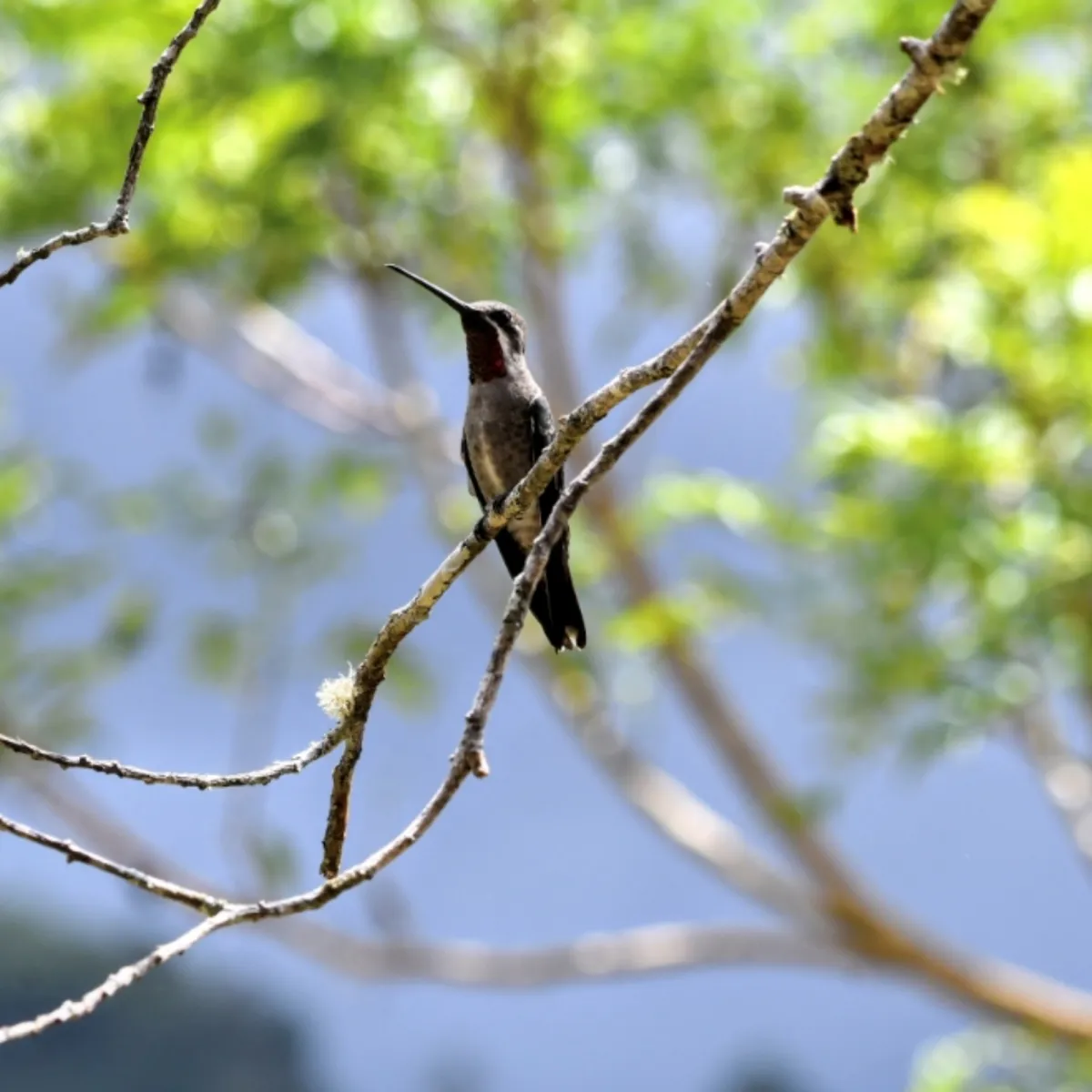 Gespotte Vonkkeelkolibrie