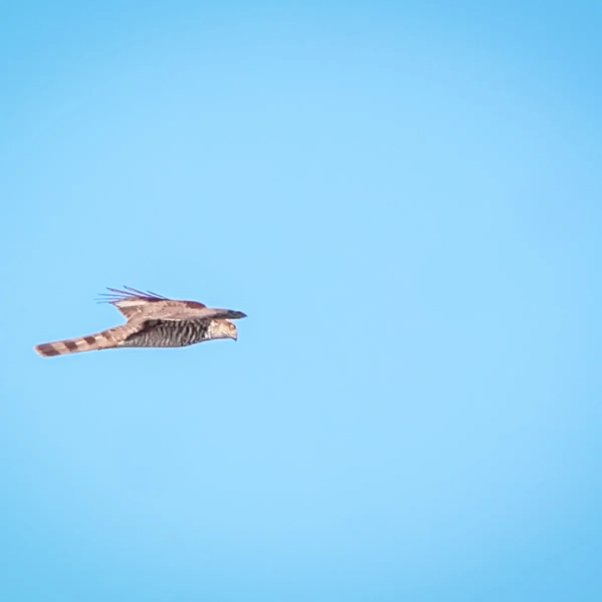 Spotted Eurasian Sparrowhawk