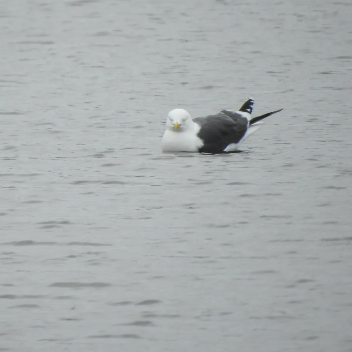 Gespotte Kleine mantelmeeuw