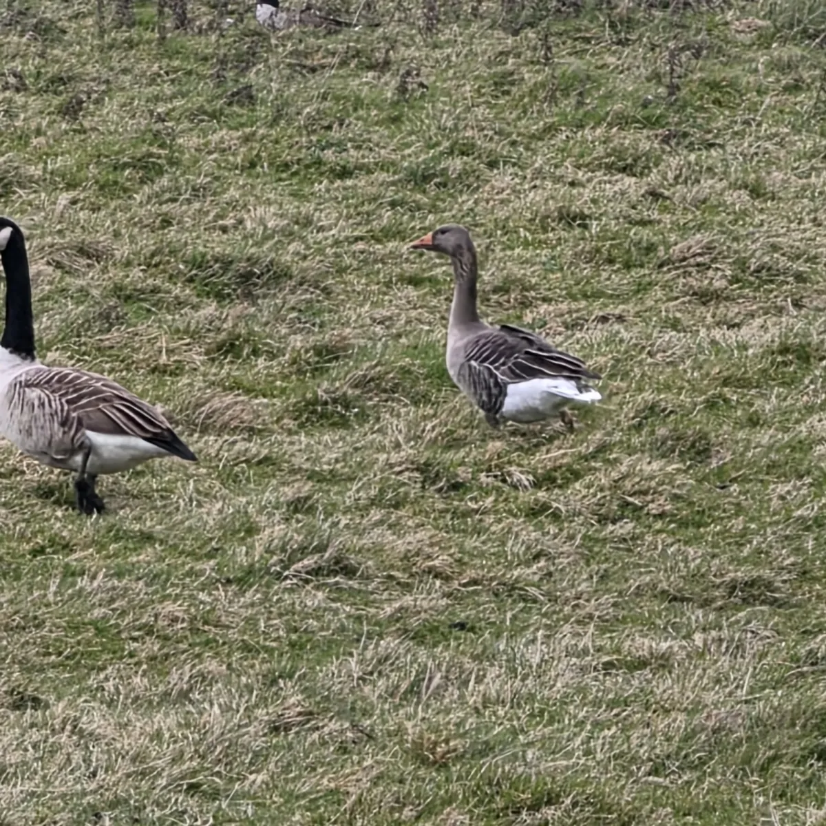 Gespotte Grauwe gans