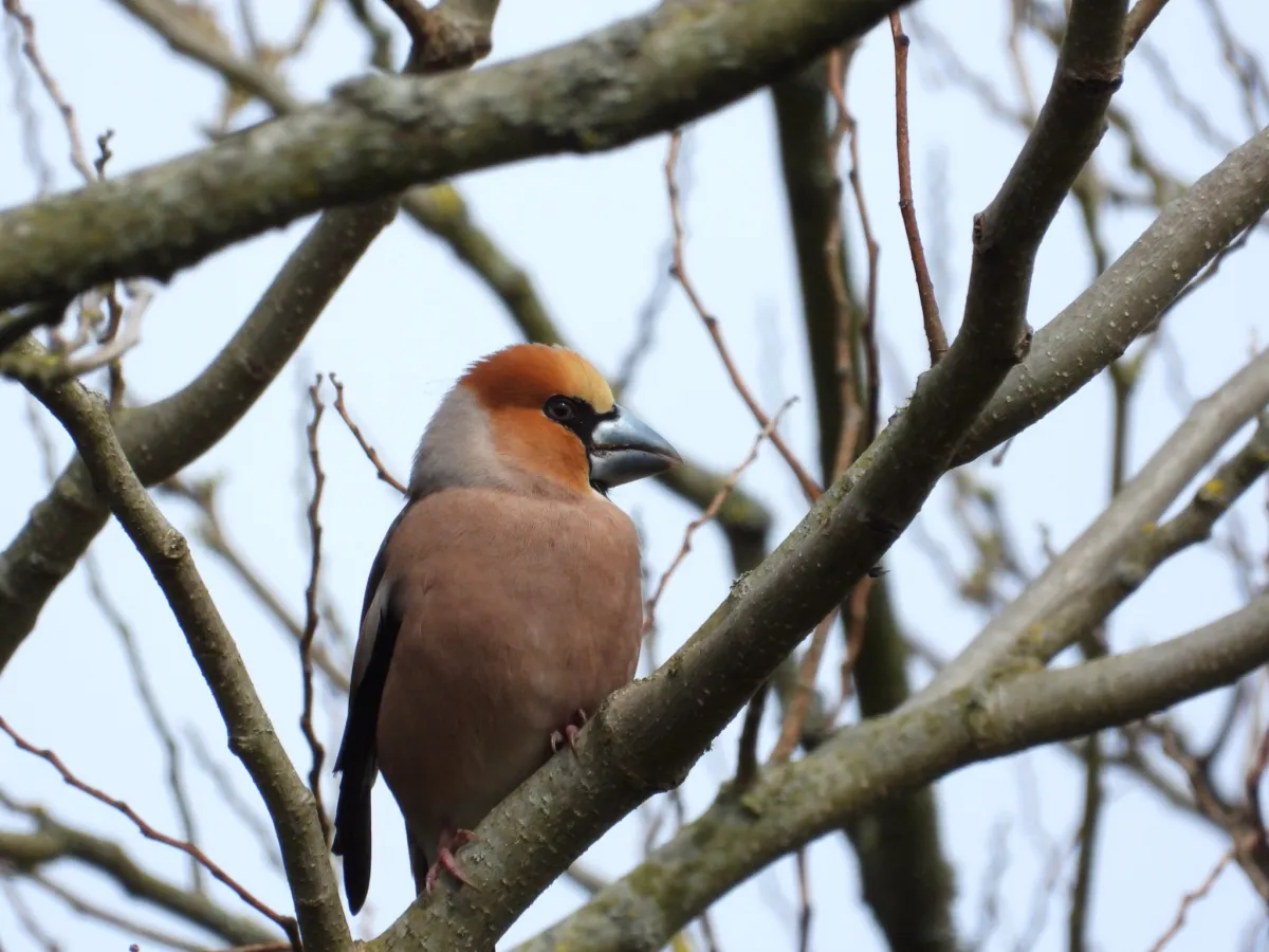 Spotted Hawfinch