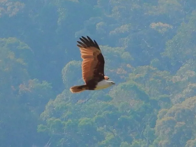Gespotte Brahmaanse wouw
