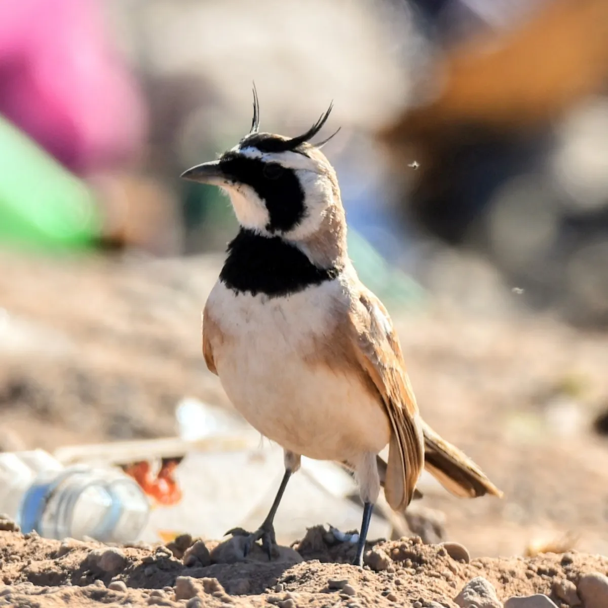 Gespotte Temmincks strandleeuwerik