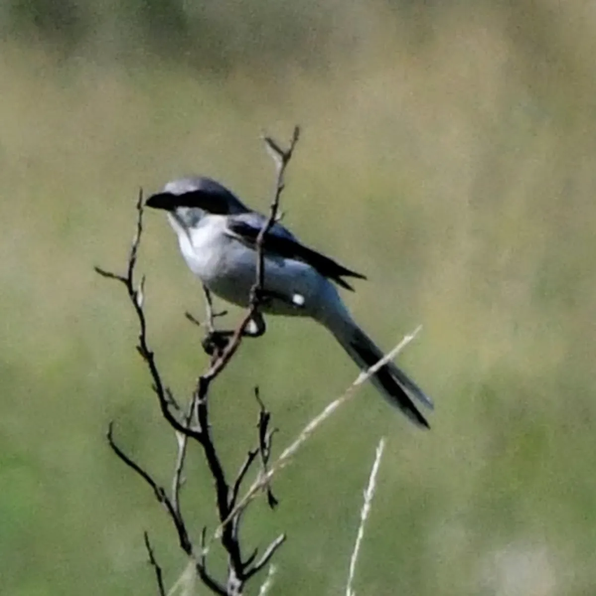 Spotted Loggerhead Shrike