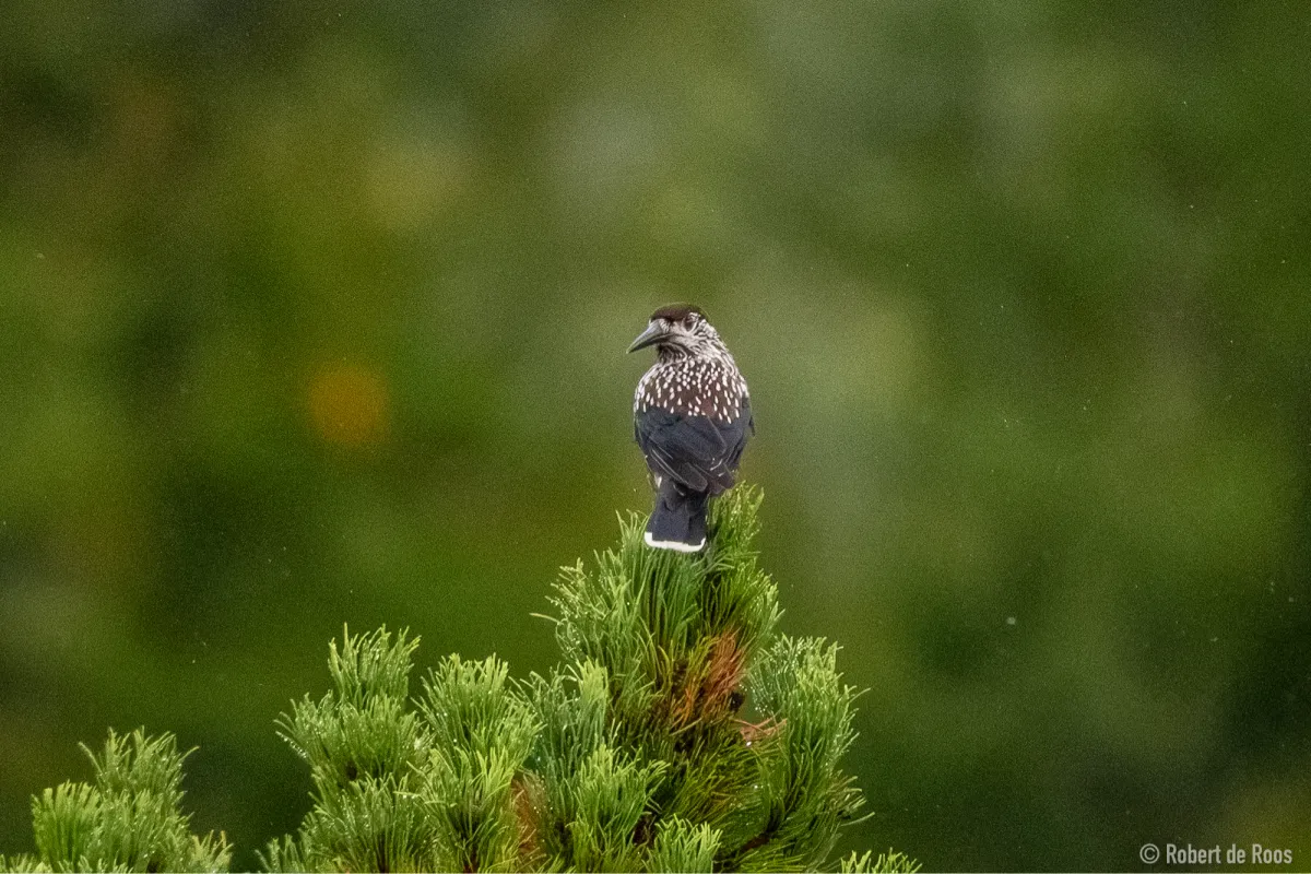Spotted Northern Nutcracker