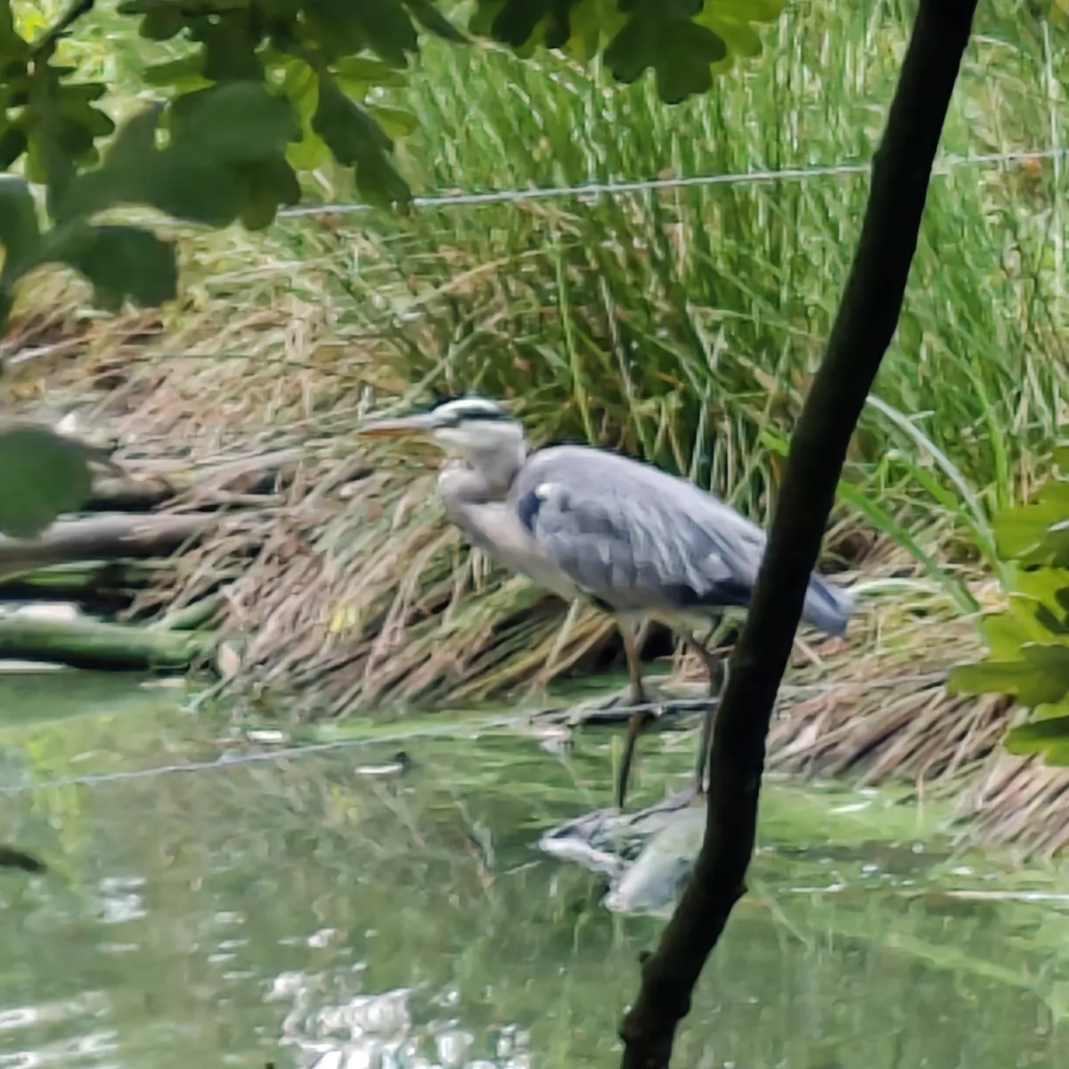Spotted Gray Heron