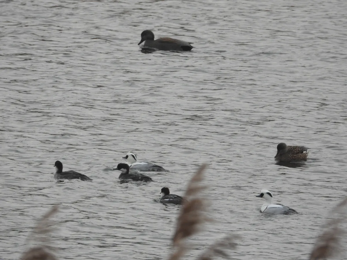 Spotted Smew
