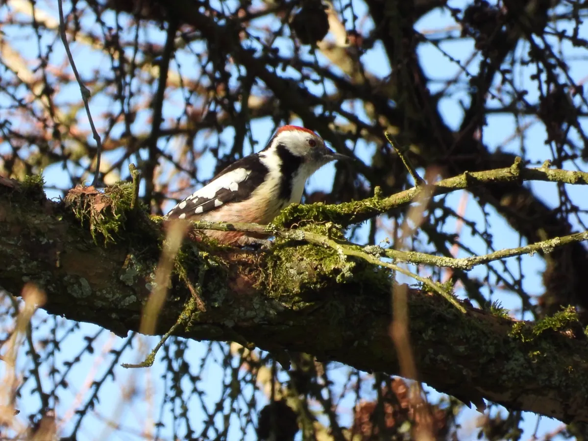 Gespotte Middelste bonte specht