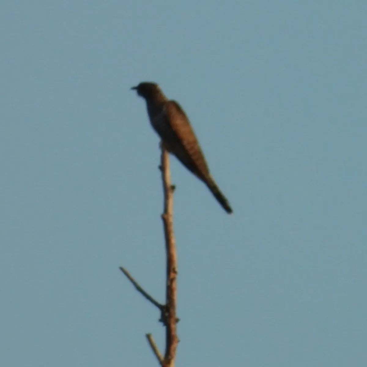 Spotted Common Cuckoo