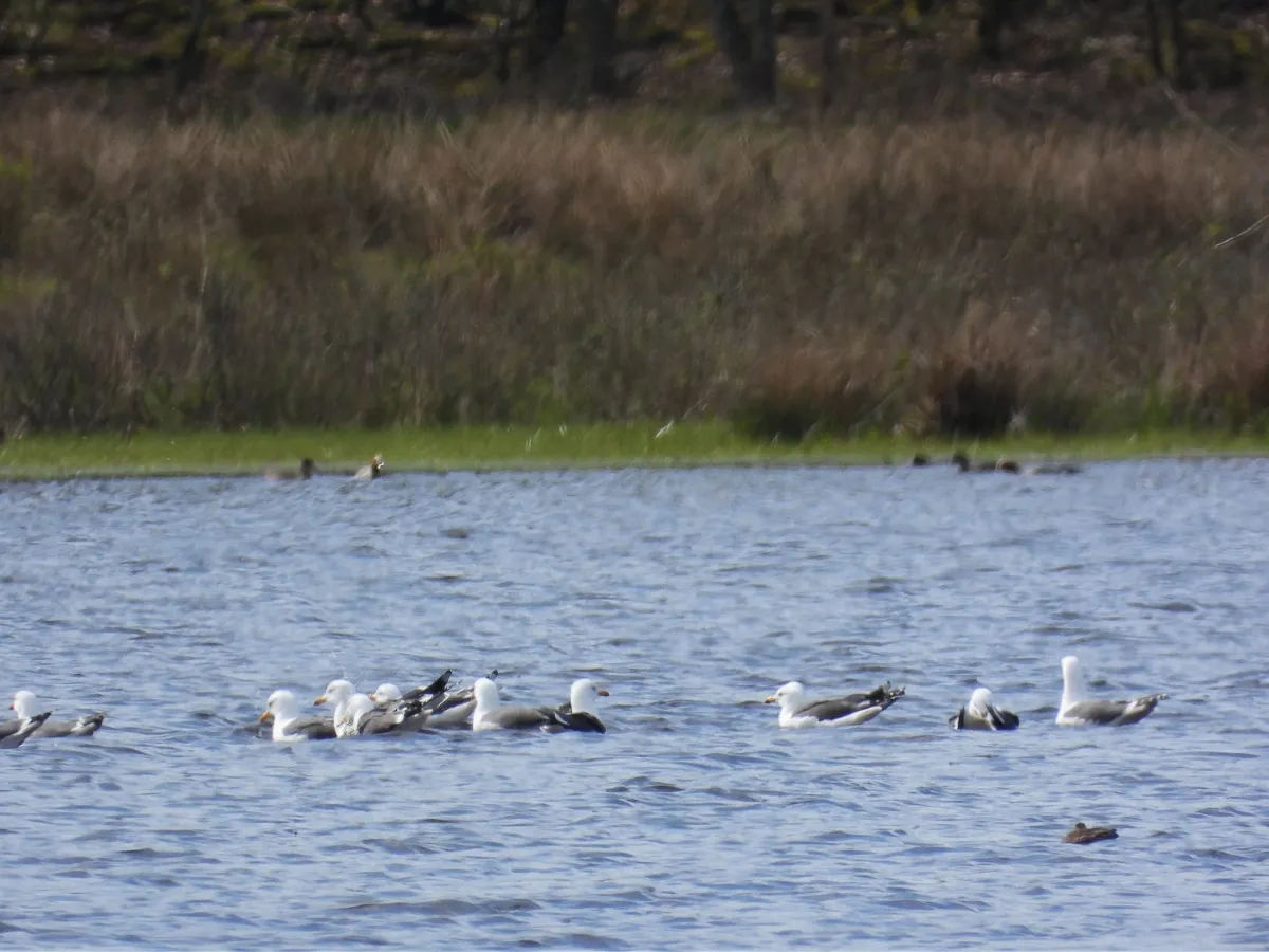 Gespotte Kleine mantelmeeuw