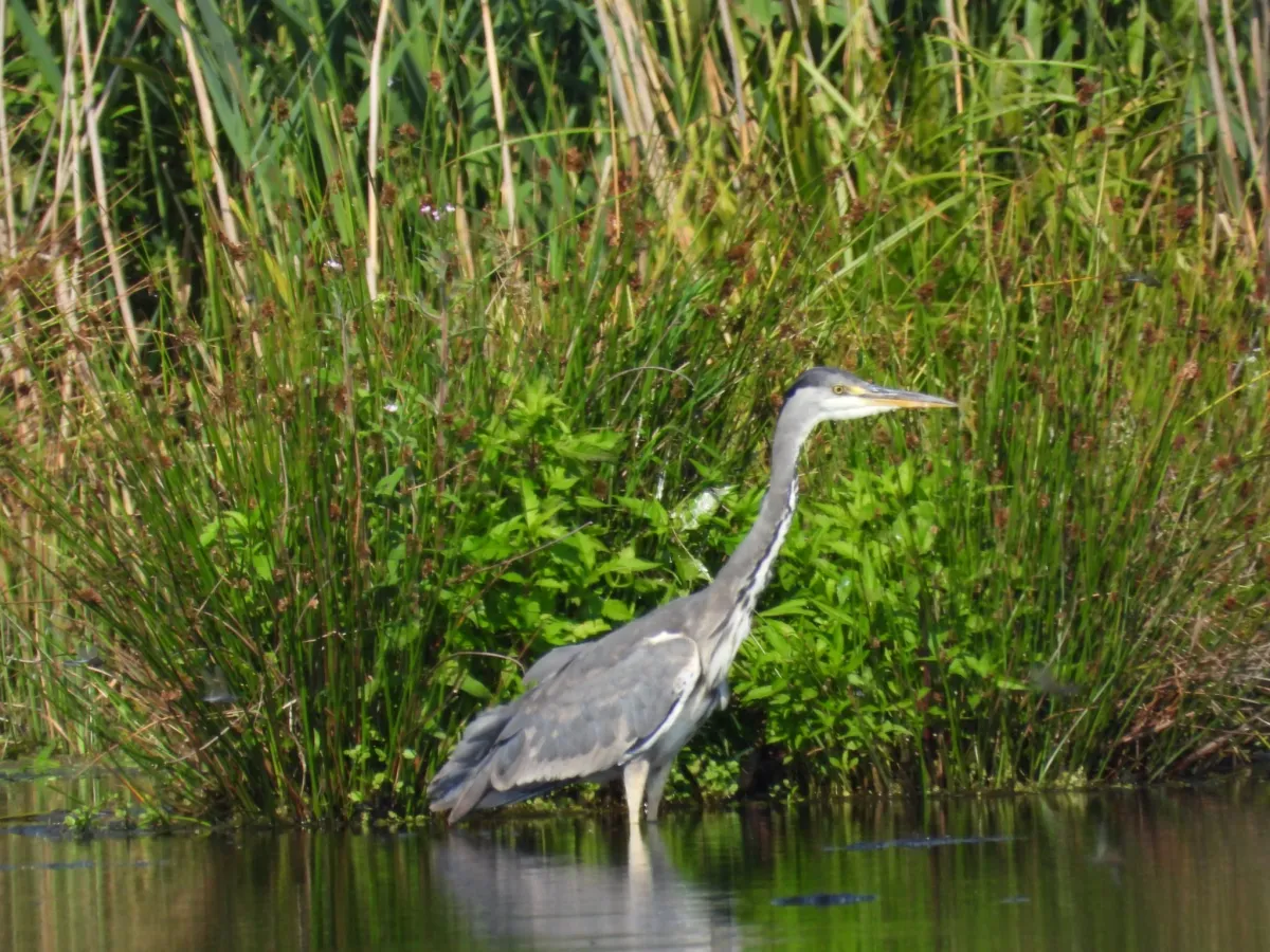 Spotted Gray Heron