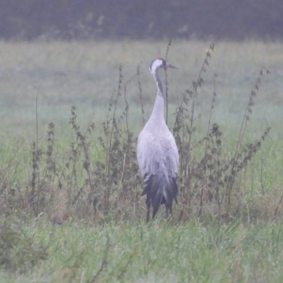 Waargenomen Kraanvogel