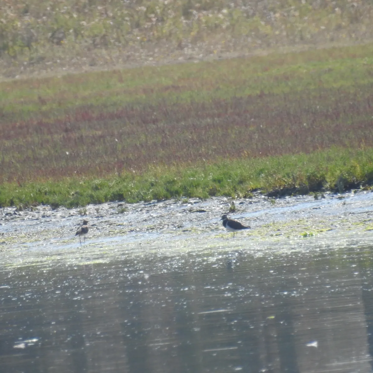 Spotted Northern Lapwing