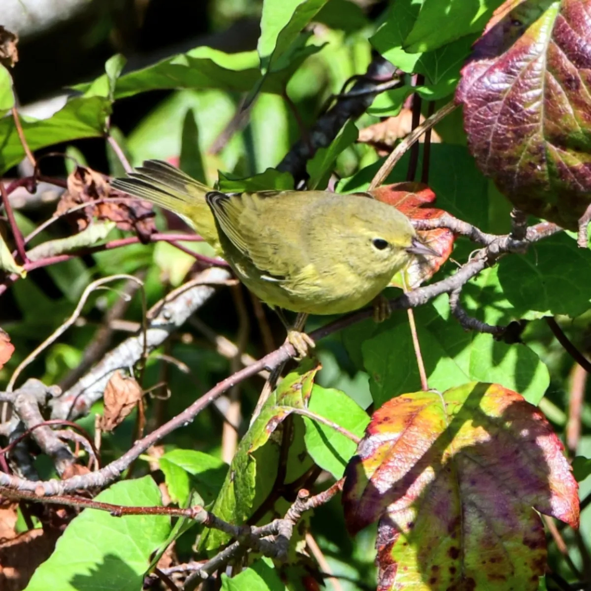 Spotted Orange-crowned Warbler