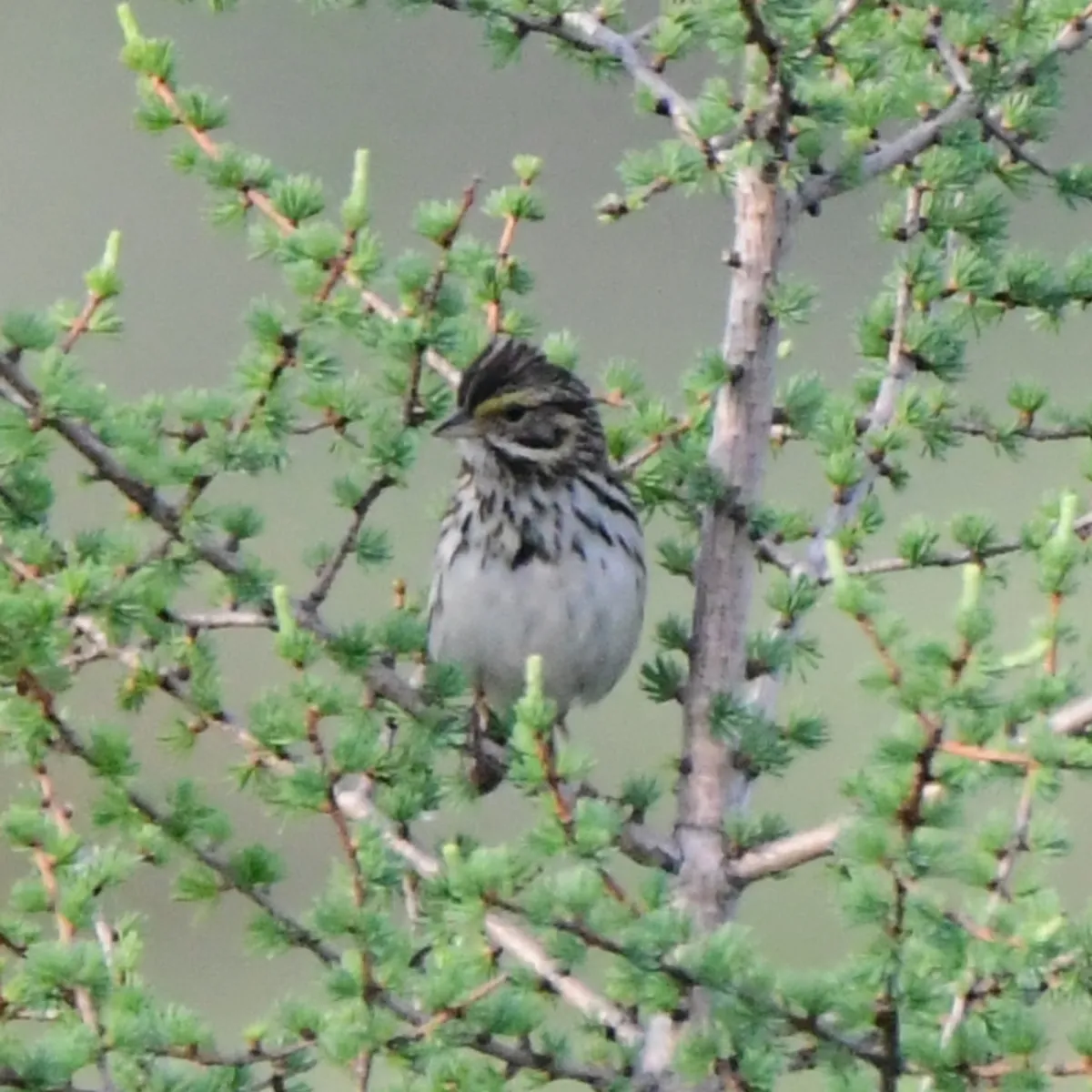 Gespotte Savannahgors