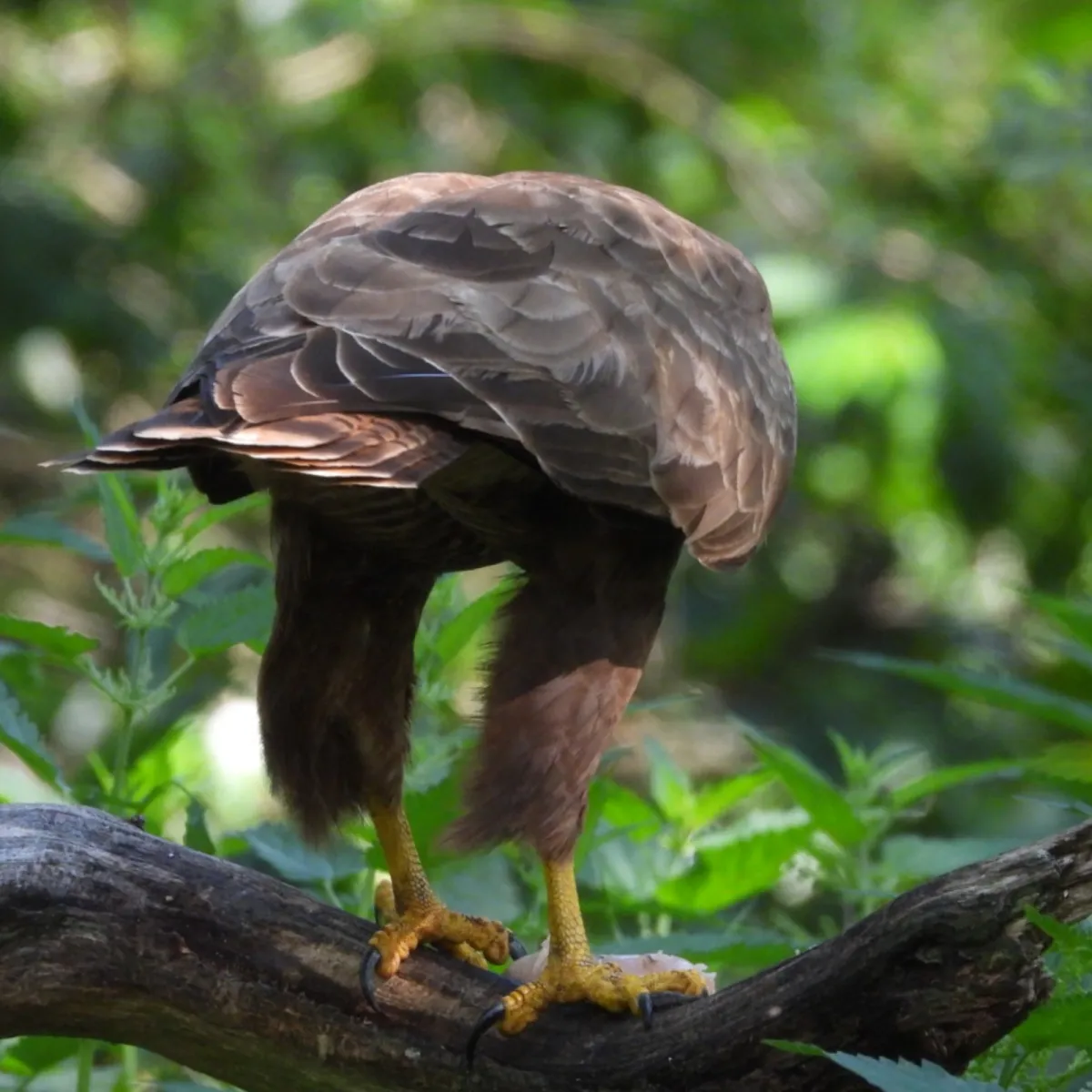 Waargenomen Buizerd