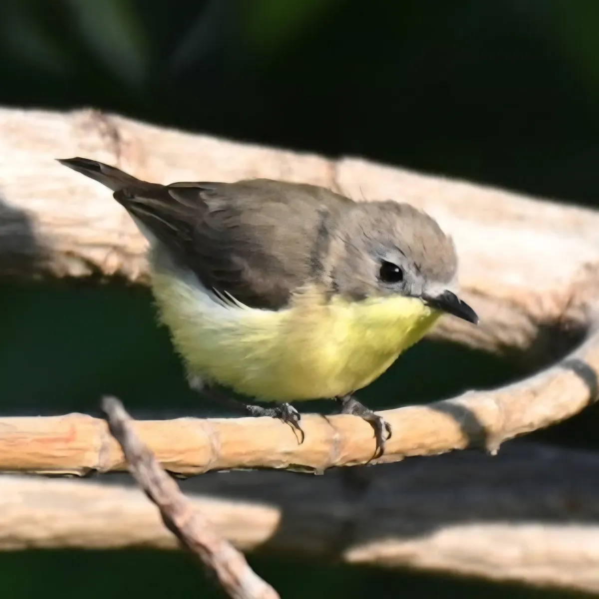 Gespotte Goudbuikmangrovezanger