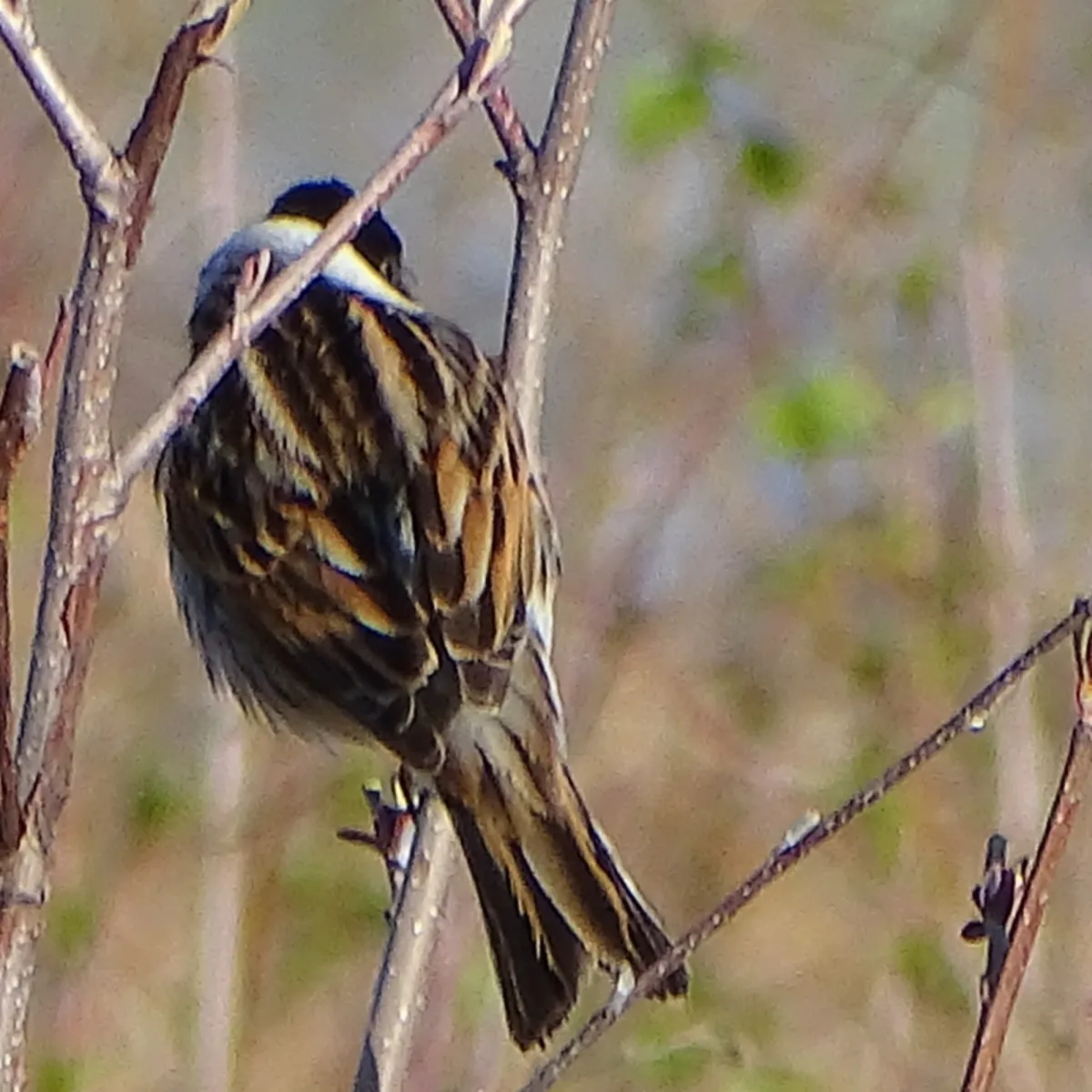 Spotted Reed Bunting