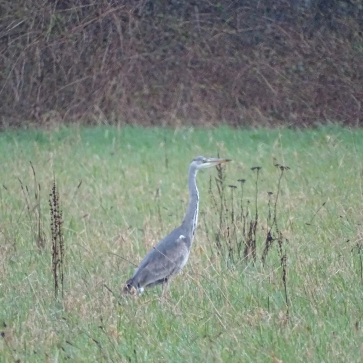 Gespotte Blauwe reiger