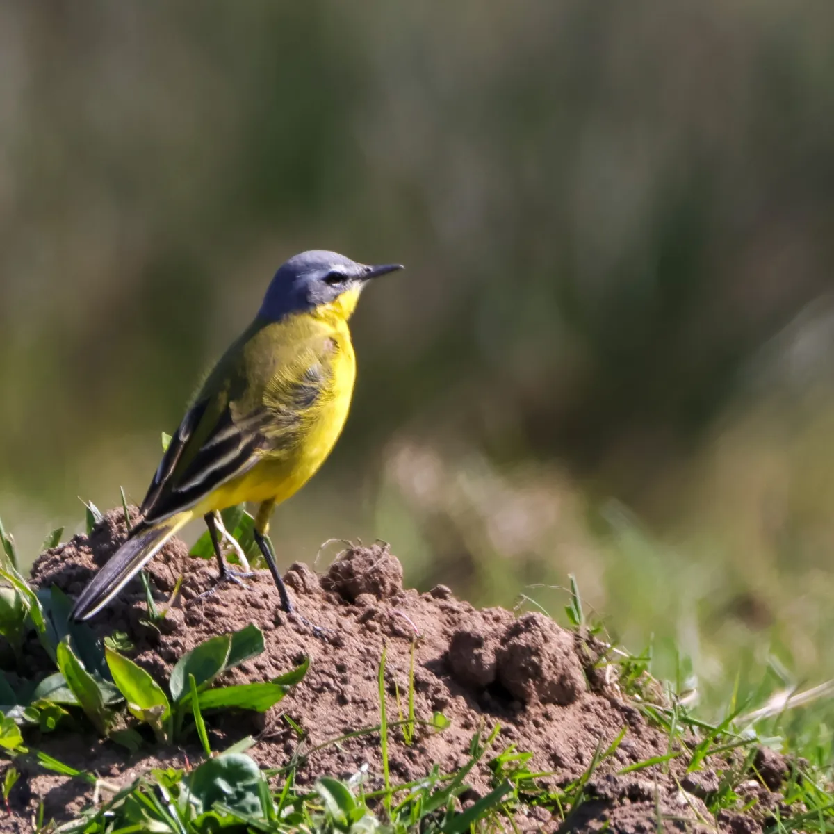 Gespotte Gele kwikstaart