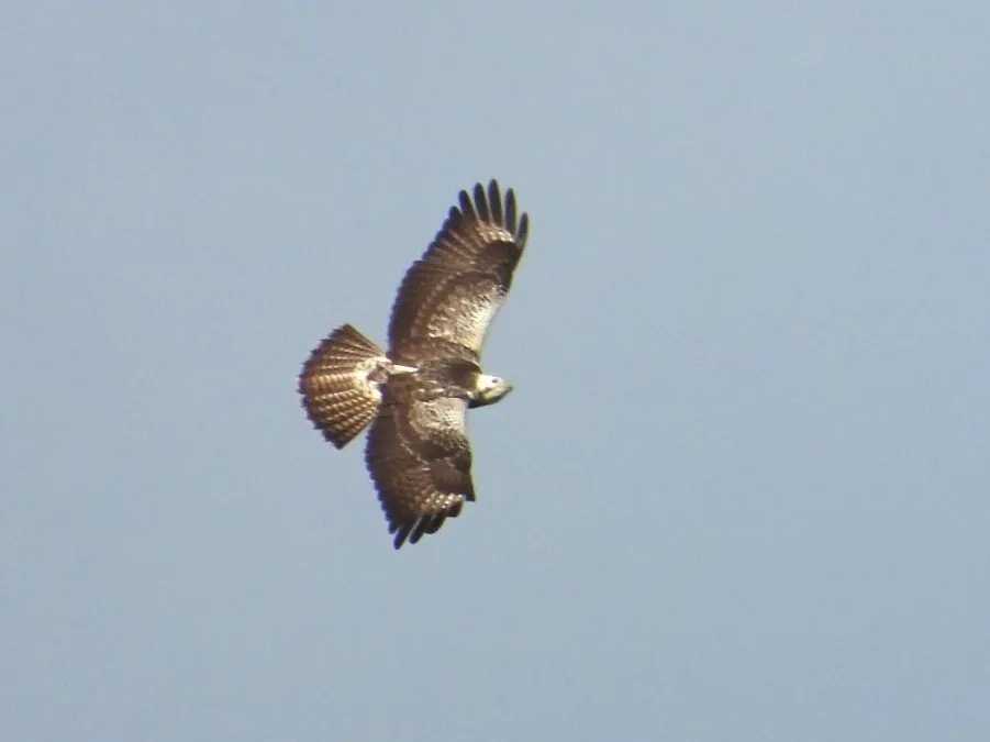 Spotted Common Buzzard