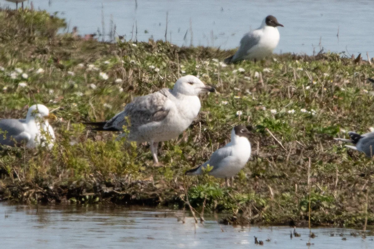 Gespotte Pontische meeuw