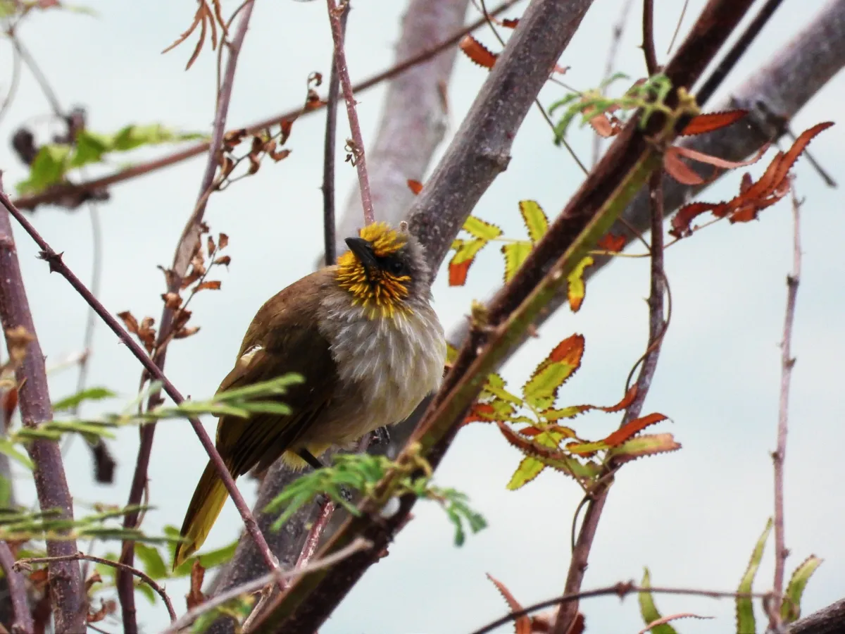 Spotted Yellow-vented Bulbul