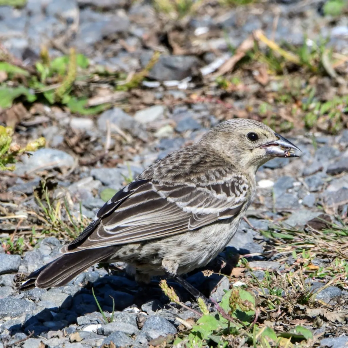 Gespotte Bruinkopkoevogel