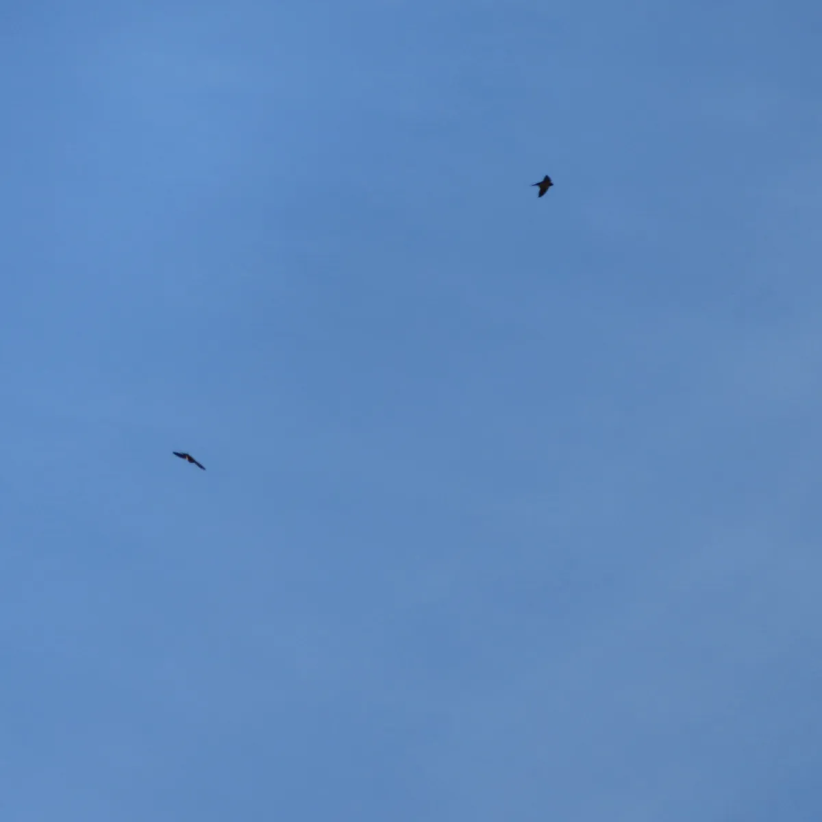 Gespotte Boerenzwaluw