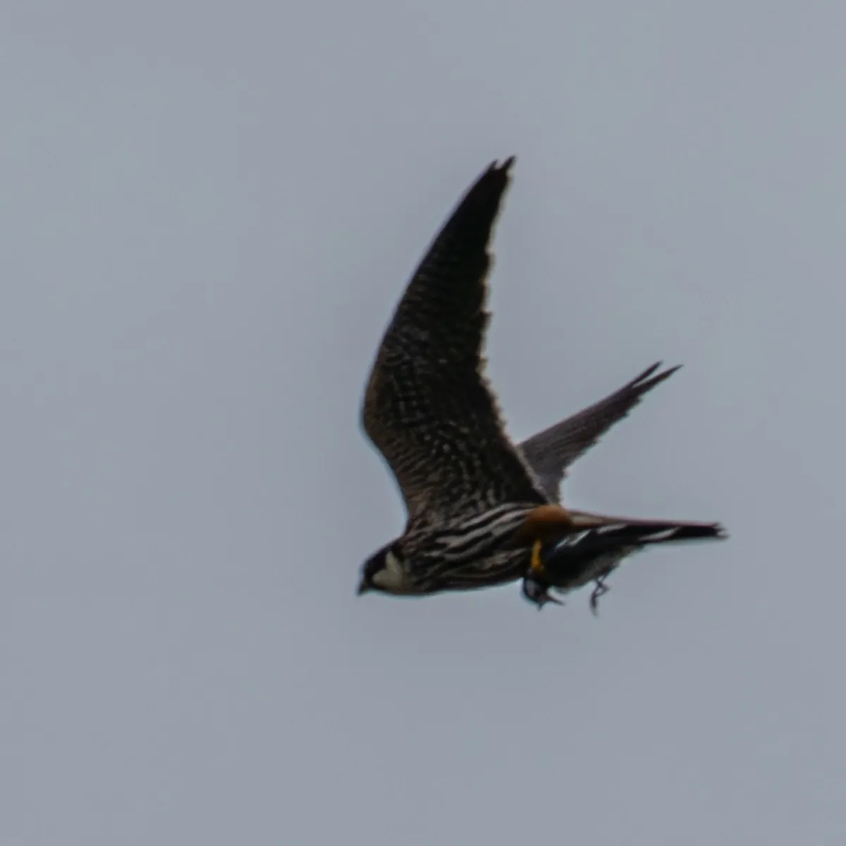Spotted Eurasian Hobby