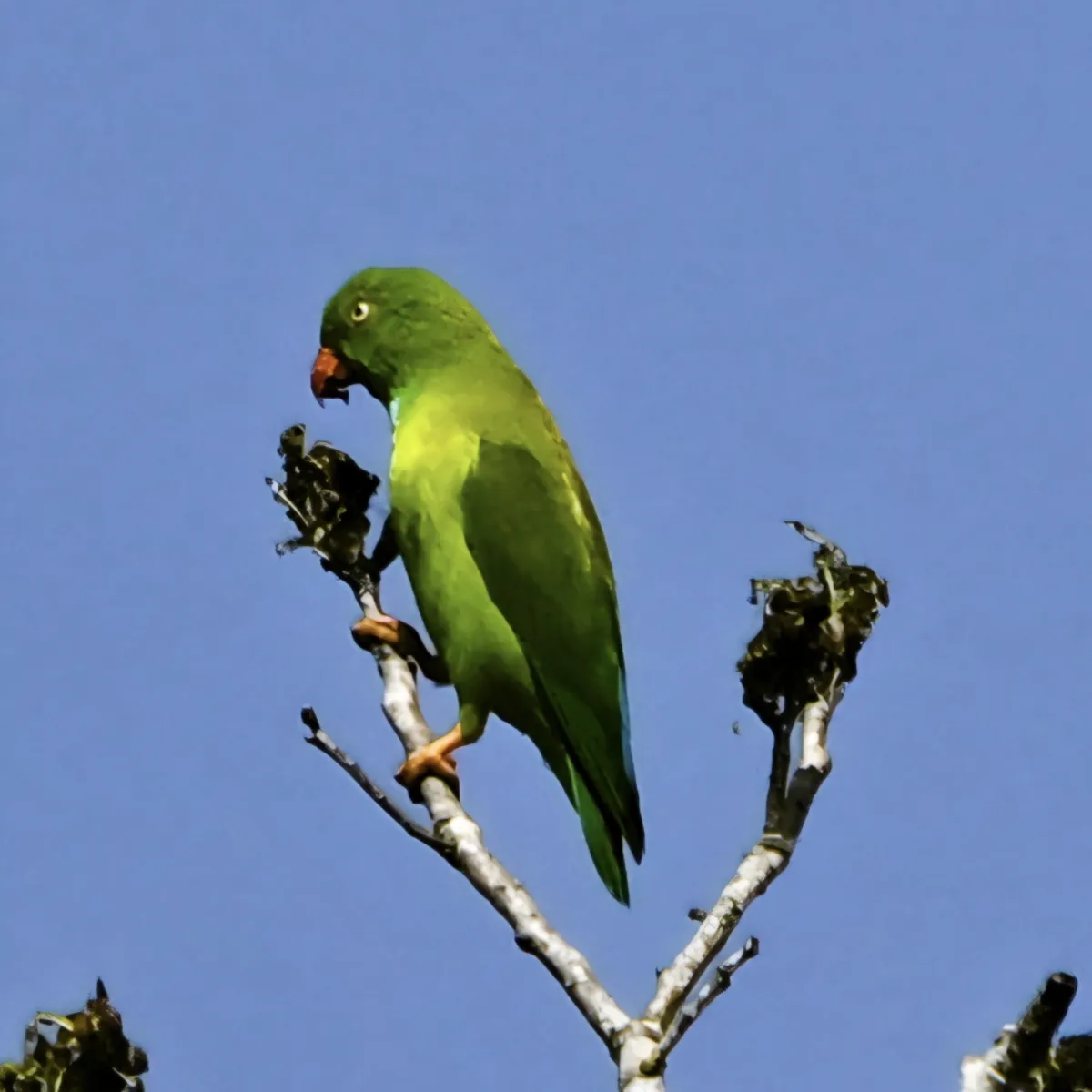 Spotted Vernal Hanging-Parrot