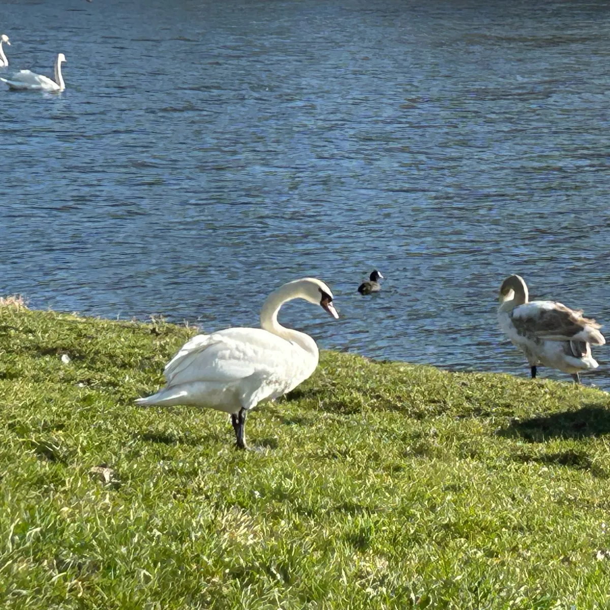 Gespotte Knobbelzwaan