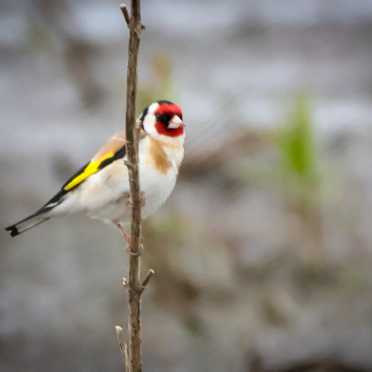 Spotted European Goldfinch