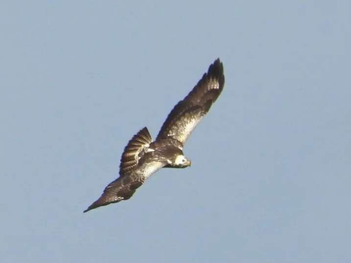 Waargenomen Buizerd
