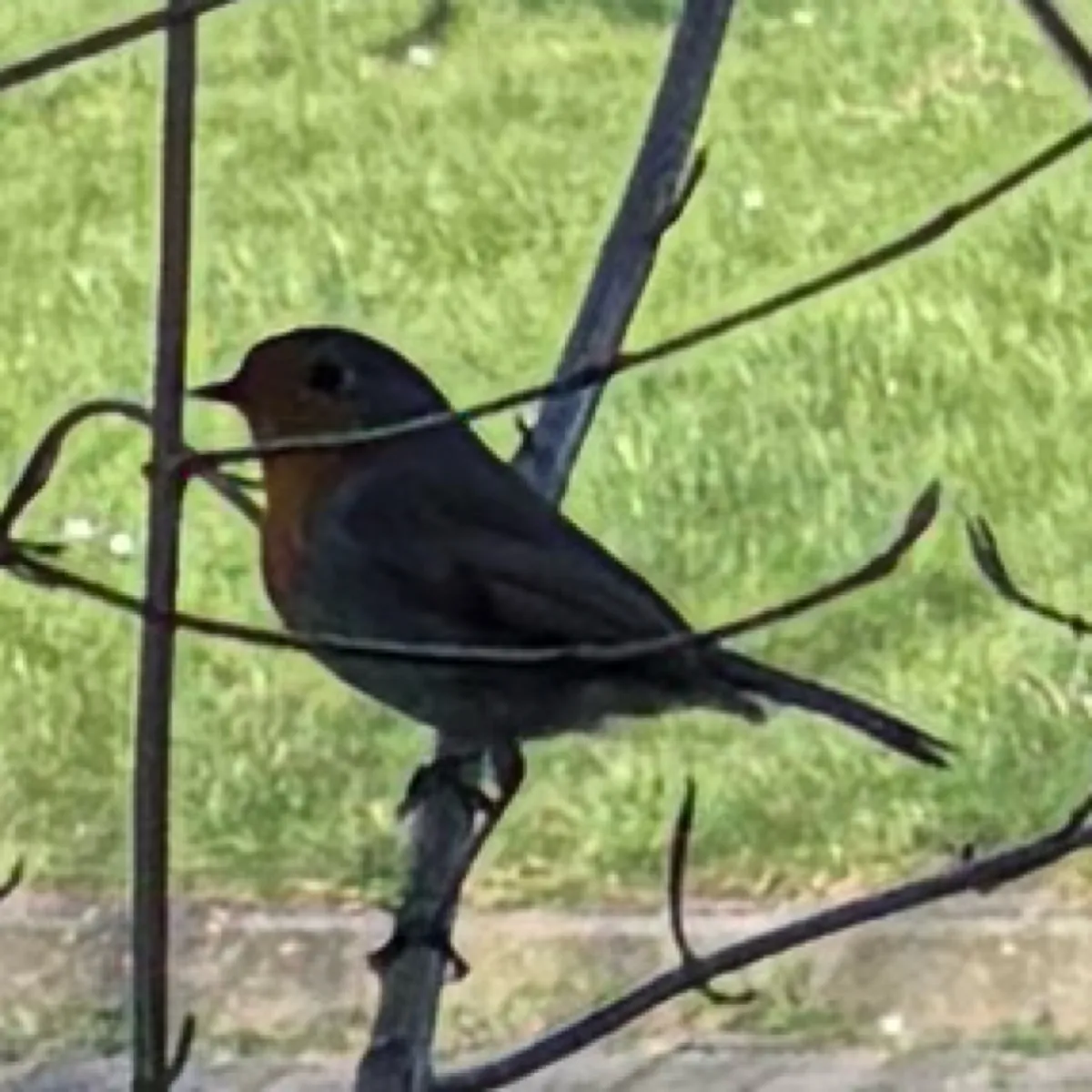 Spotted European Robin