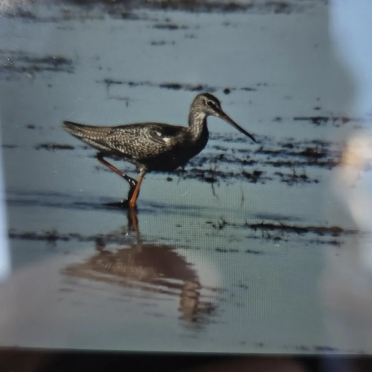 Spotted Spotted Redshank