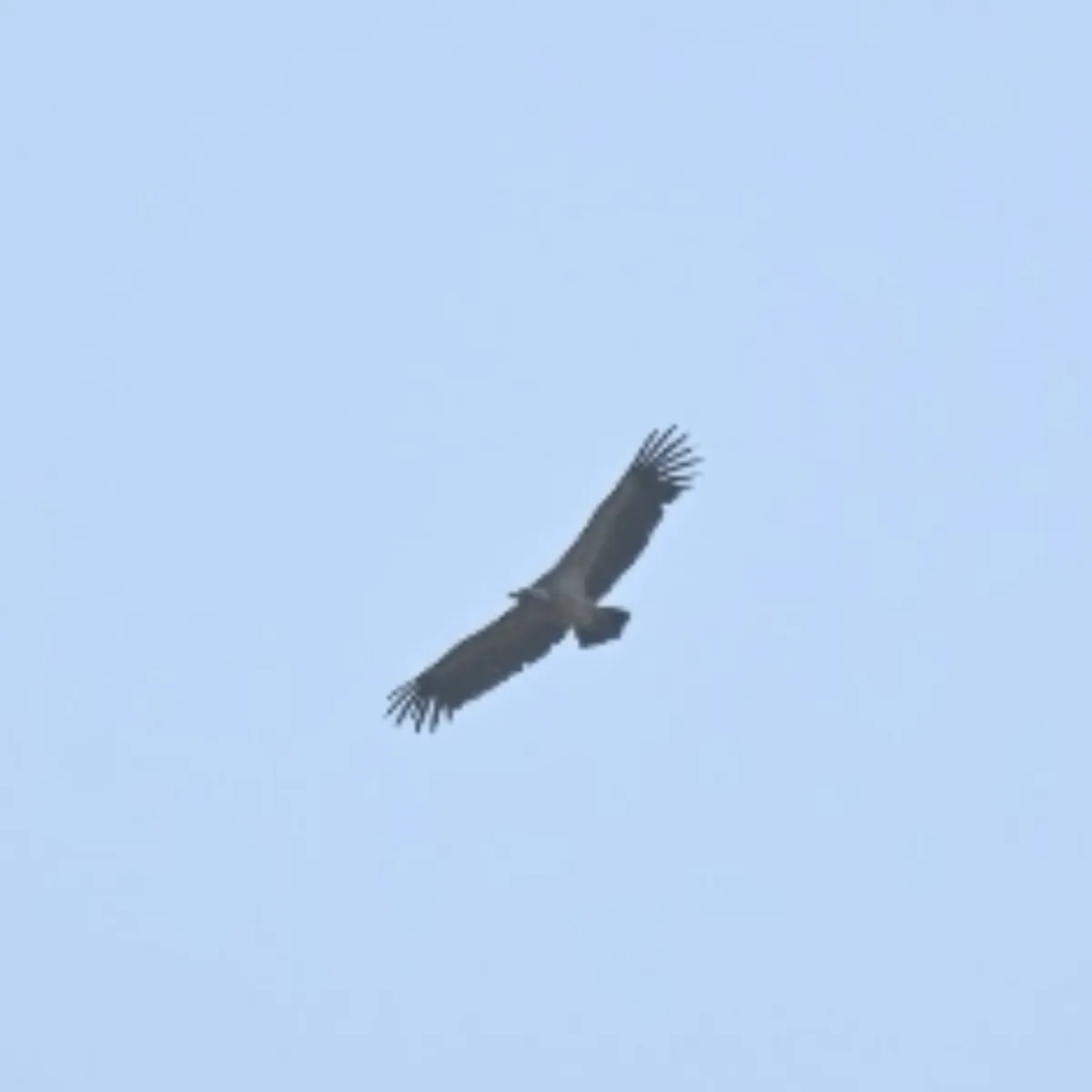 Spotted Indian Vulture