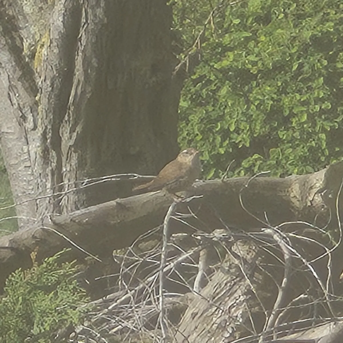 Gespotte Winterkoning