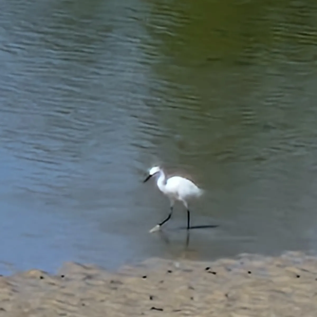 Gespotte Kleine zilverreiger
