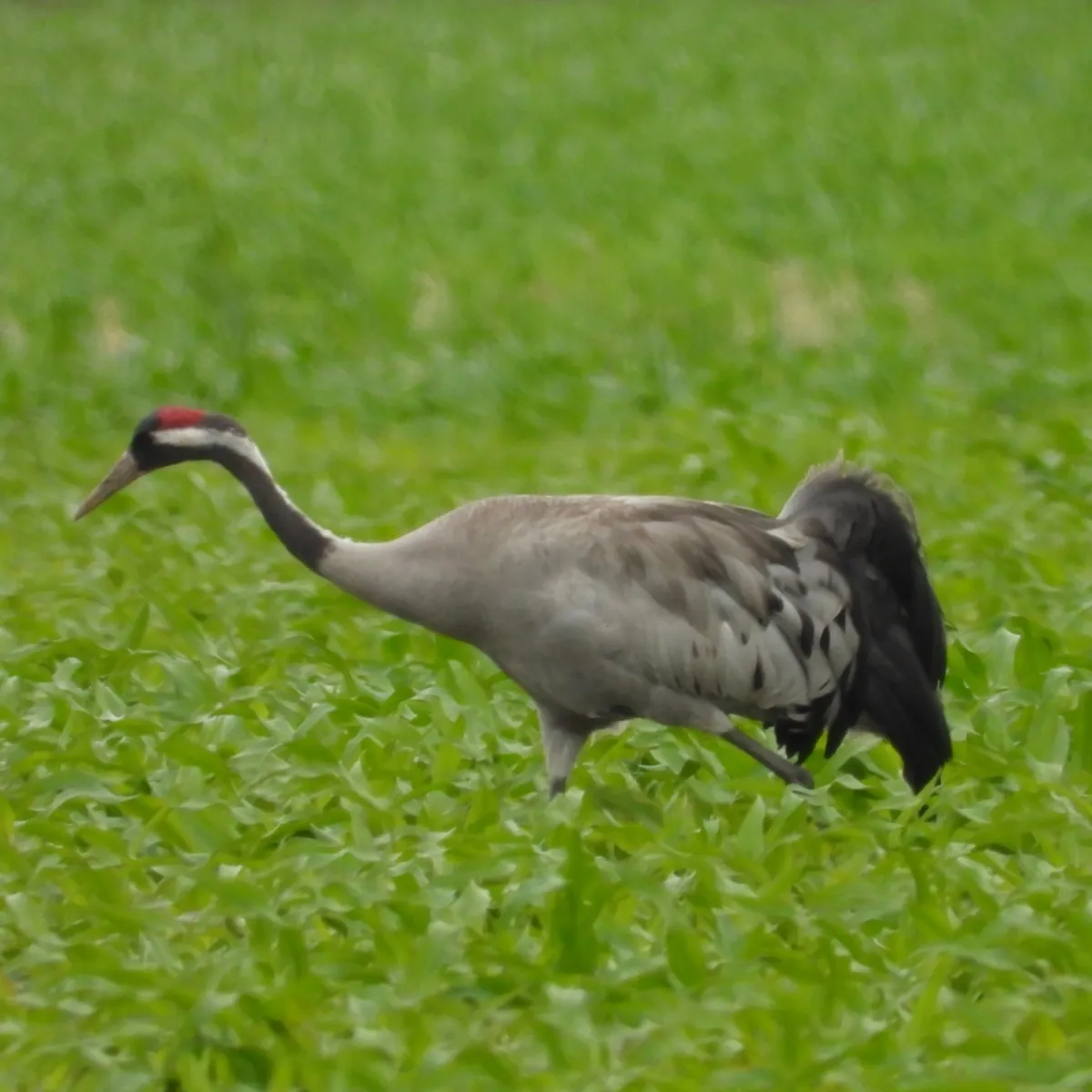 Waargenomen Kraanvogel