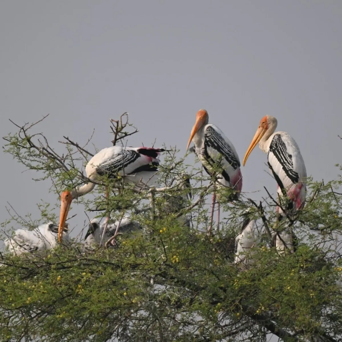 Spotted Painted Stork