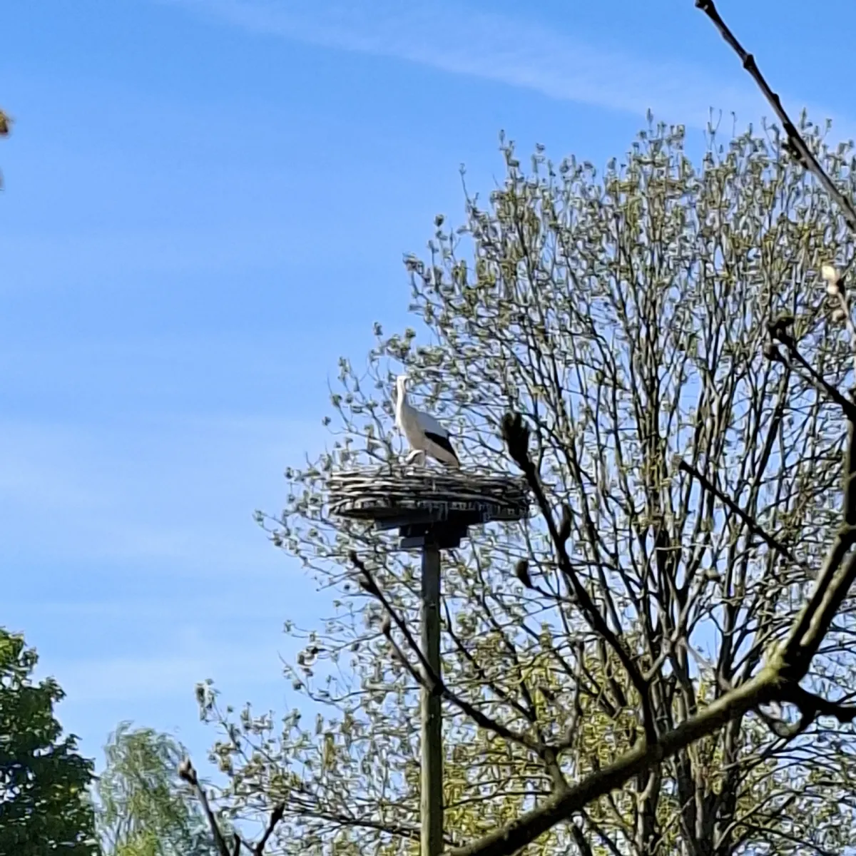 Waargenomen Ooievaar