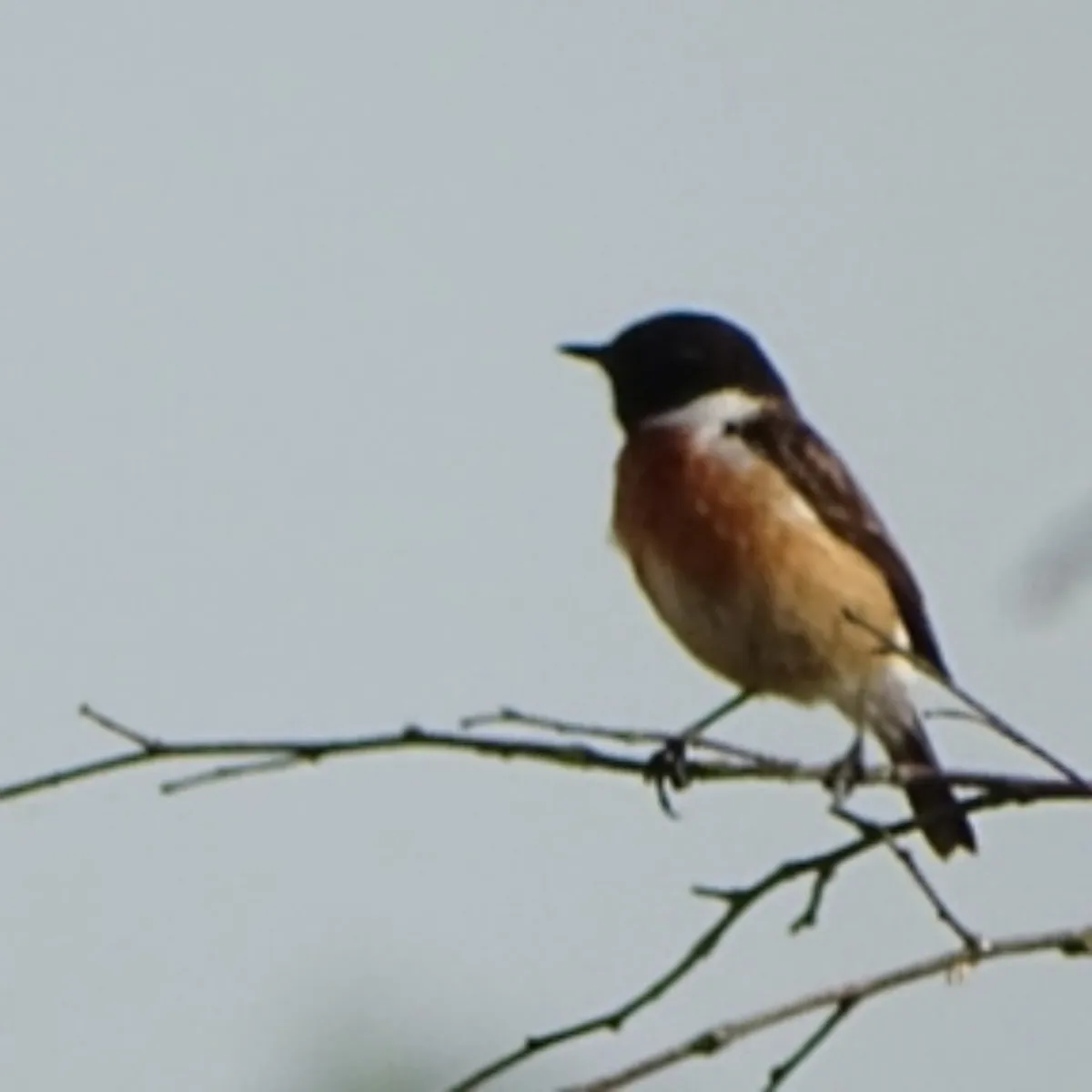 Spotted European Stonechat