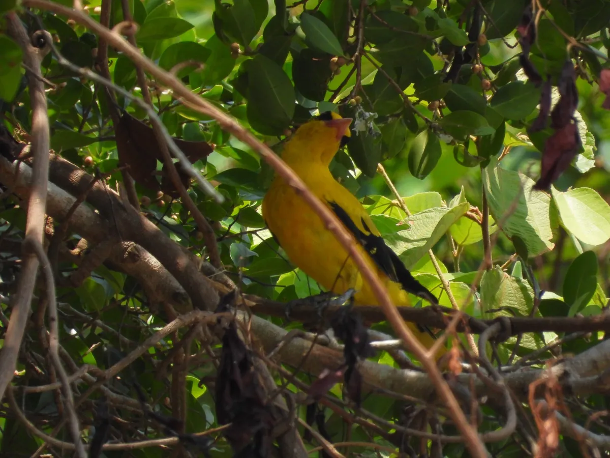 Gespotte Chinese wielewaal