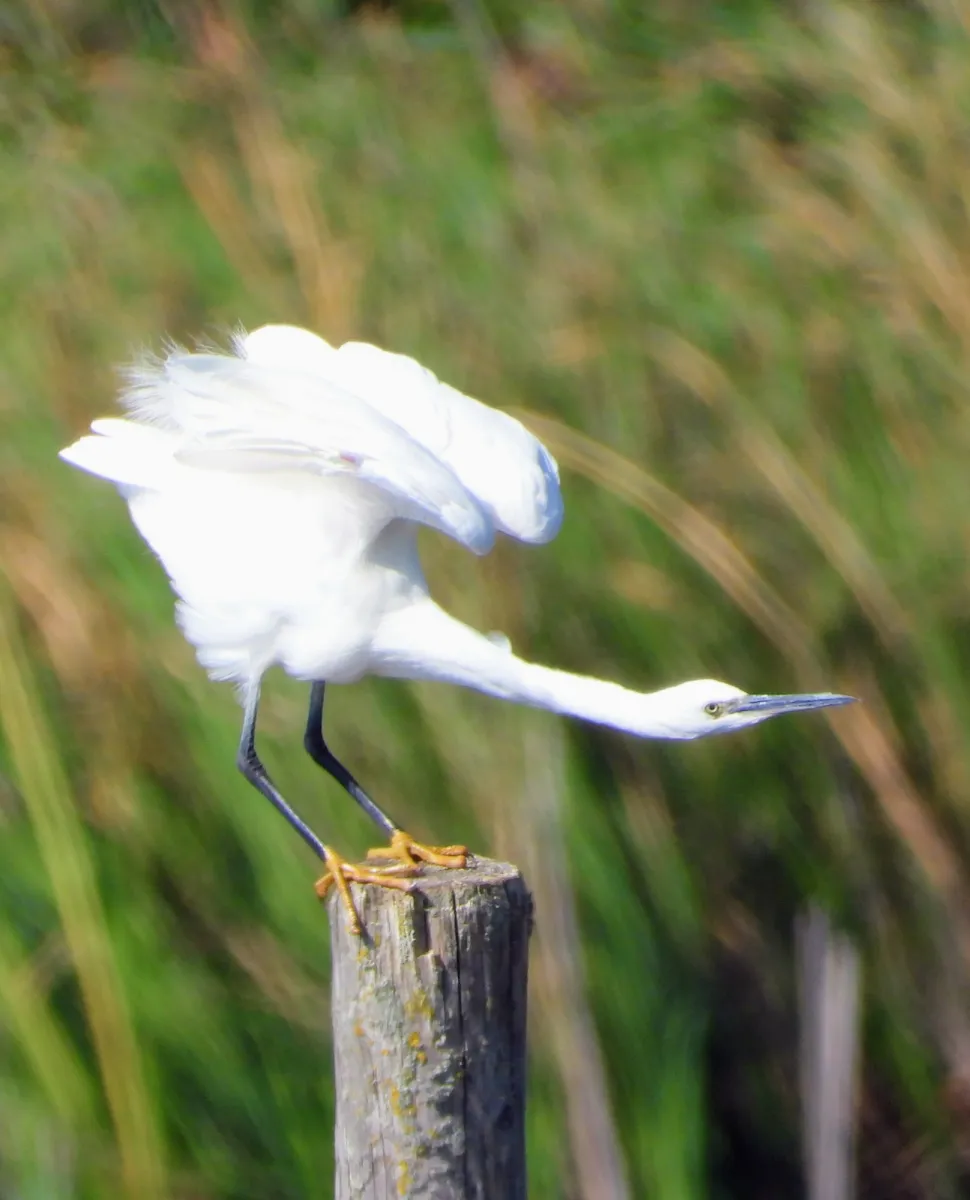 Waargenomen Kleine zilverreiger