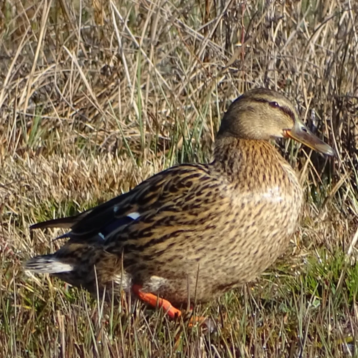 Spotted Mallard