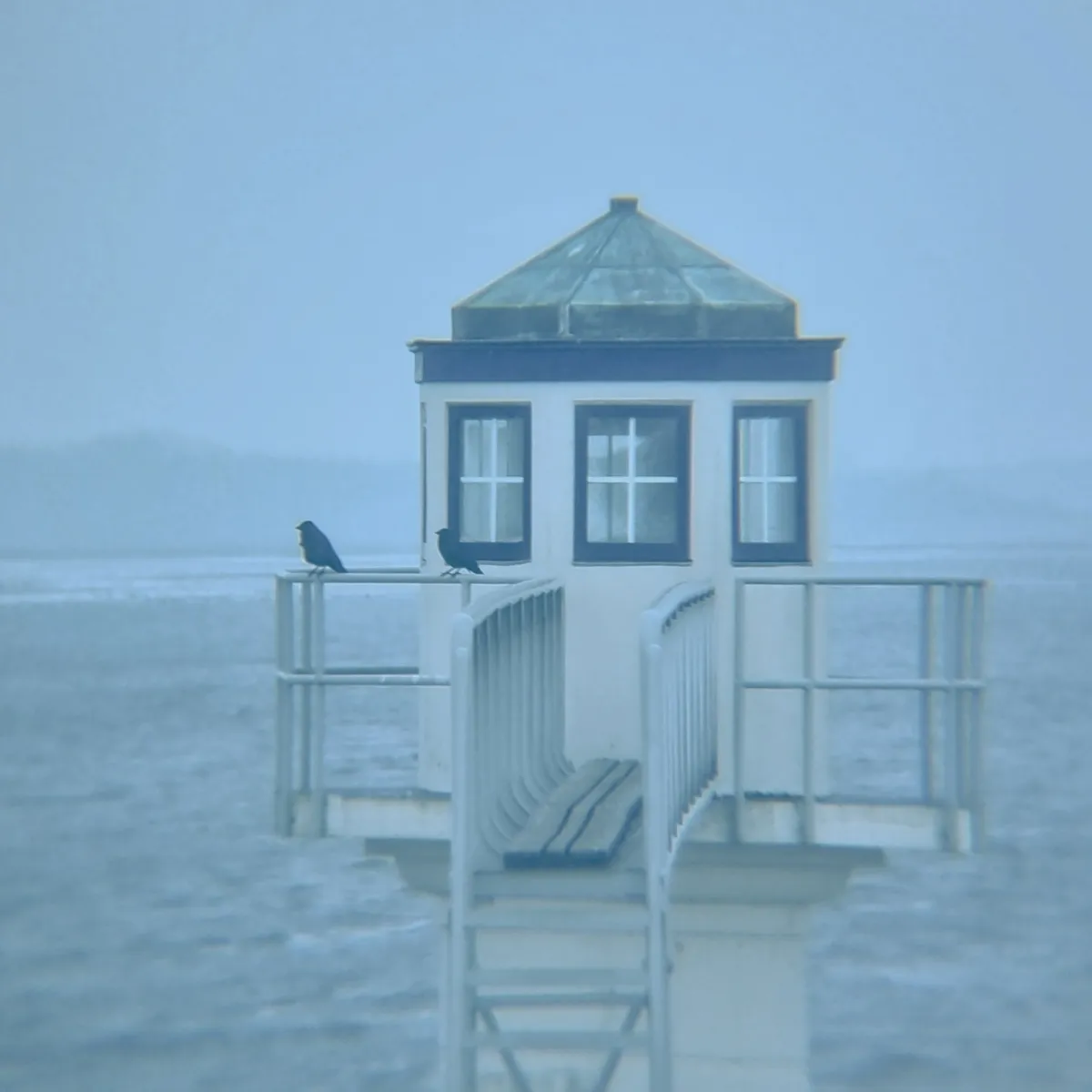 Spotted Eurasian Jackdaw