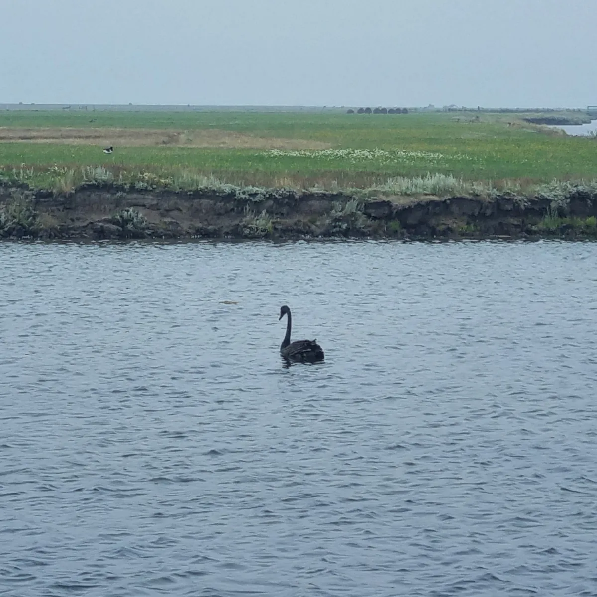 Spotted Black Swan