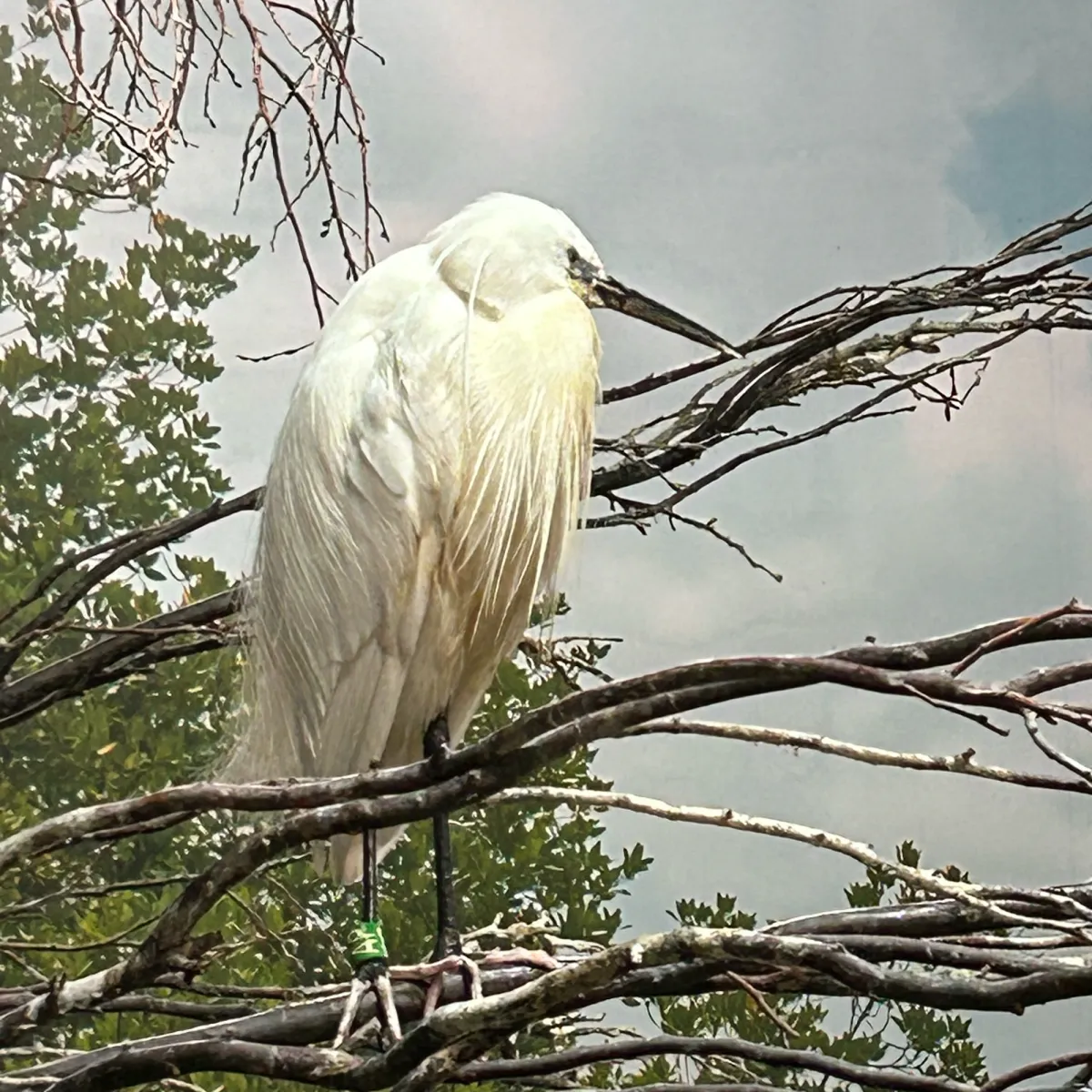 Gespotte Kleine zilverreiger