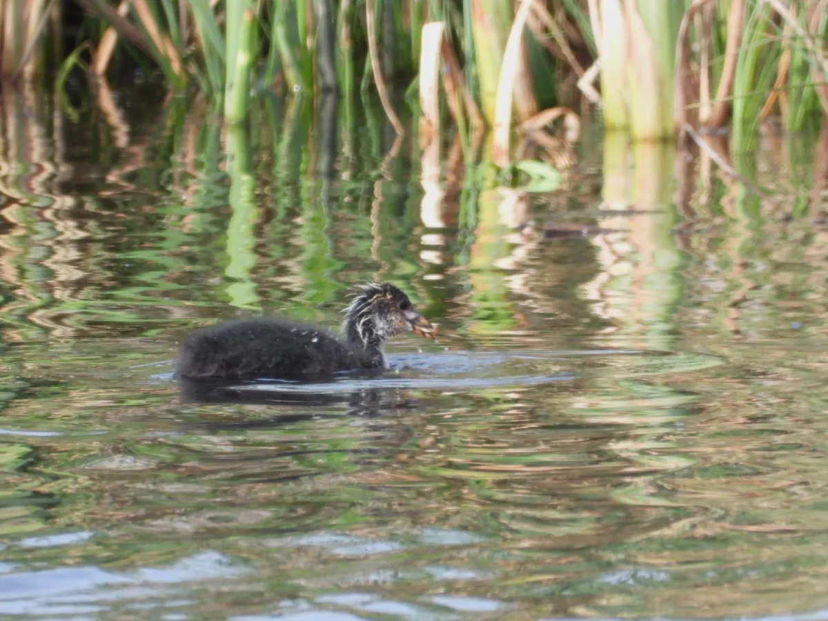 Waargenomen Meerkoet